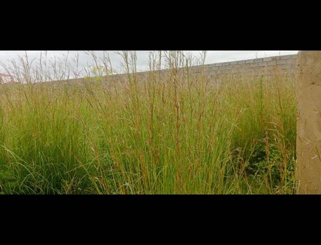 LAND FOR SALE IN VILLA LIZA